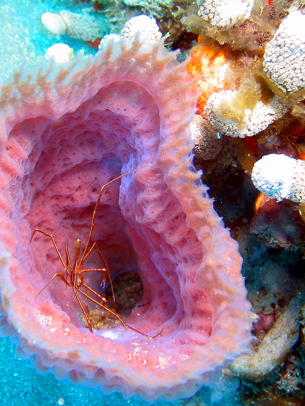 Martinique - Crabe flèche