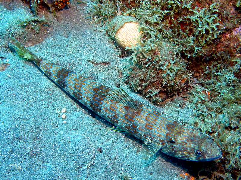 Pointe Lamare
