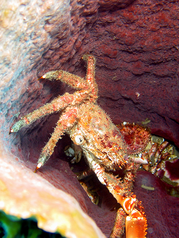 Martinique - Araignée de mer