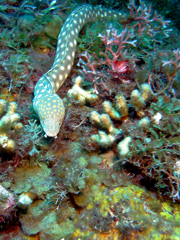 Martinique - Serpentine dorée