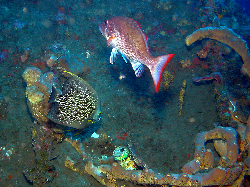 Martinique - Poisson ange français et vivaneau campèche sur le Roraïma