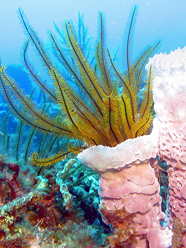 MARTINIQUE - Caye Maréchale