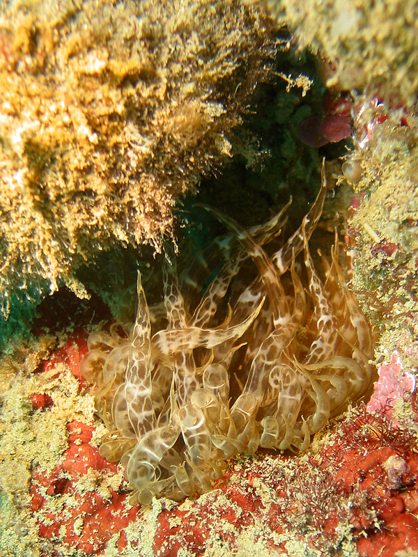 Llança - Aiptasia mutabilis