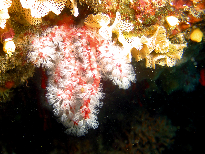 Llança - Corail rouge et dentelle de Neptune