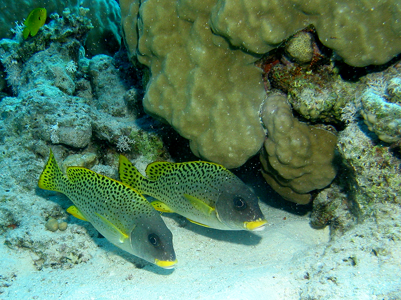 Plongée n° 2