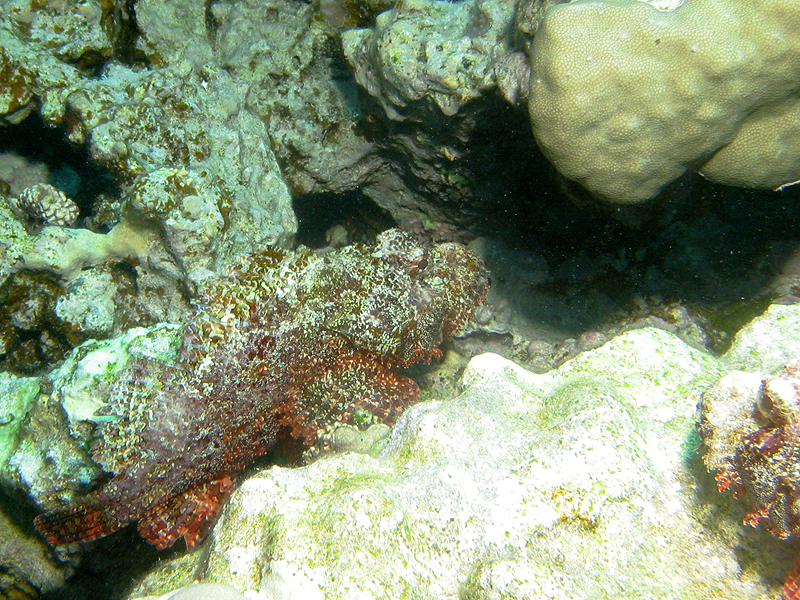 Plongée n° 2