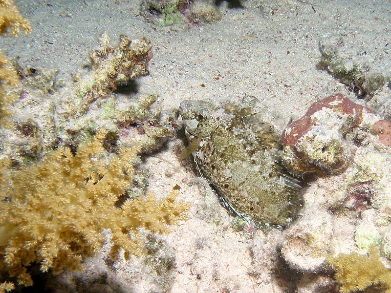 Plongée n° 3
