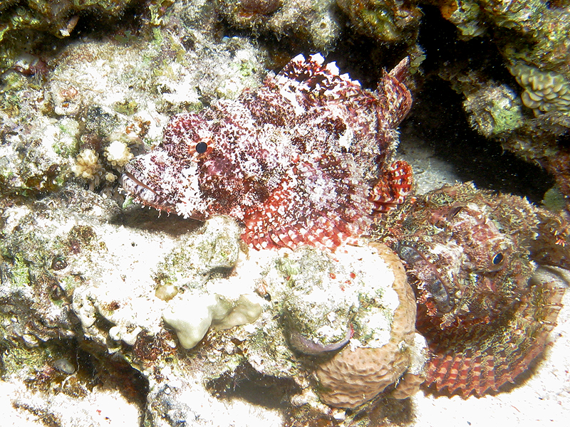 Plongée n° 3