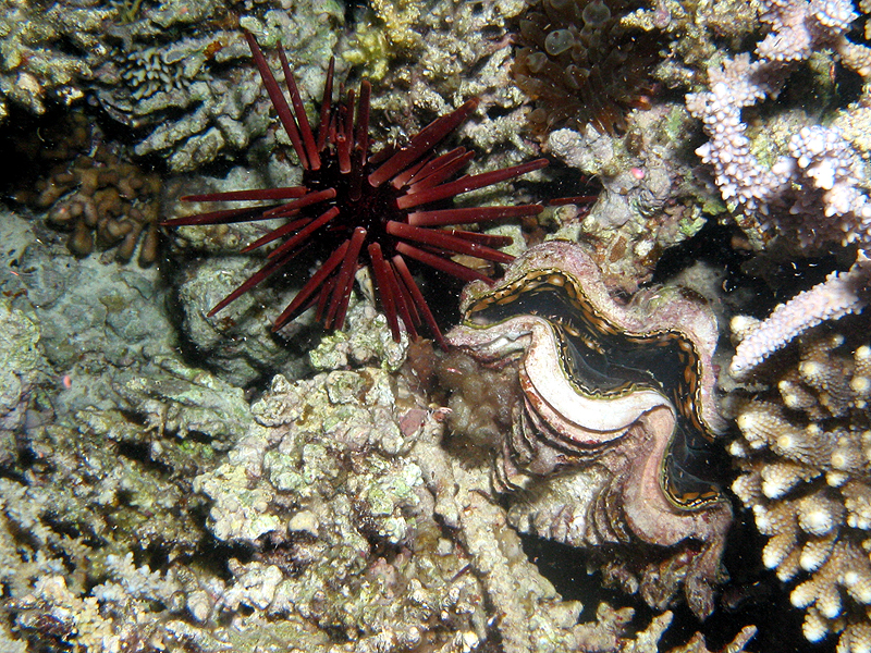 Plongée n° 3