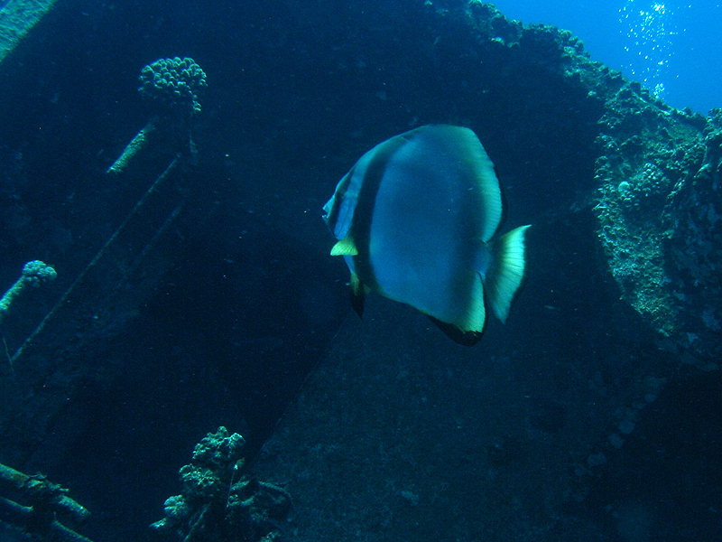 Plongée n° 4