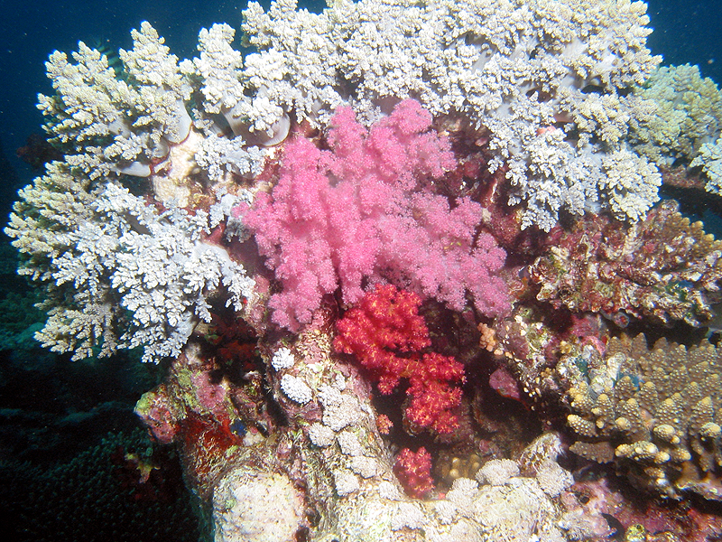 Plongée n° 6
