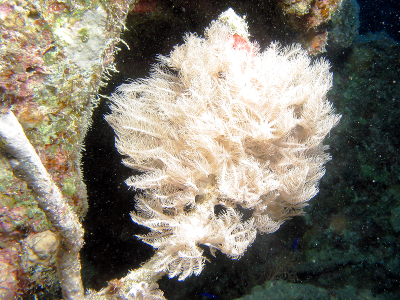 Plongée n° 7