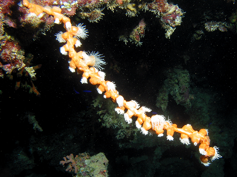 Plongée n° 7