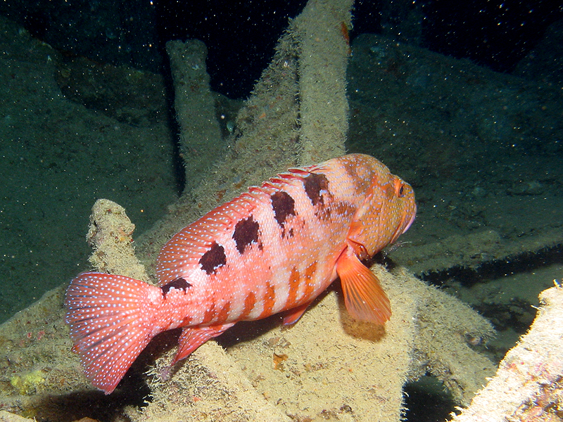 Plongée n° 7