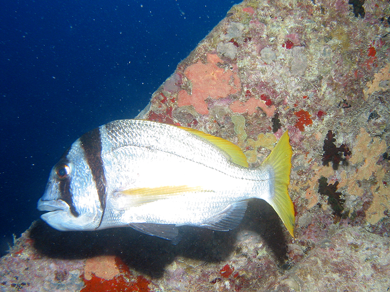 Plongée n° 7