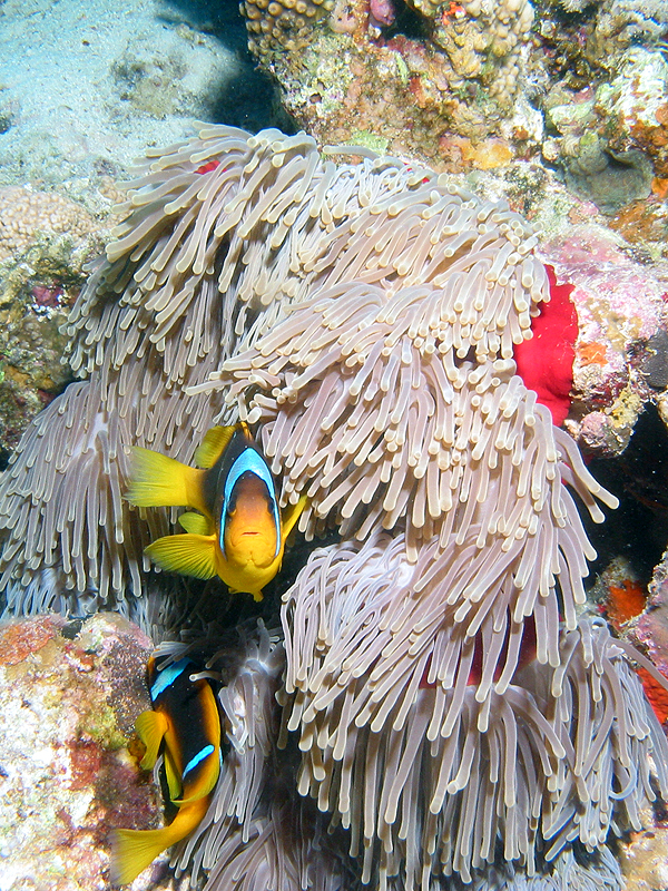 Plongée n° 16