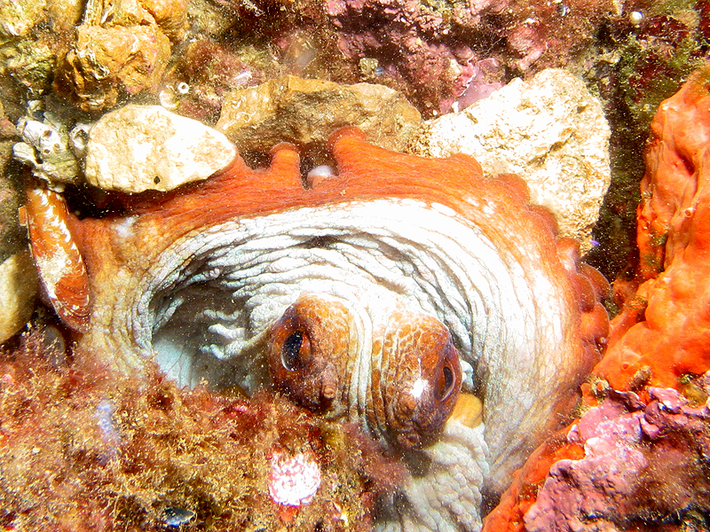 Estartit - Poulpe