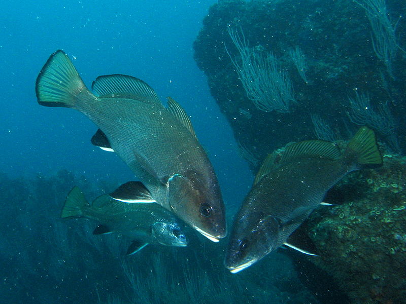 Banyuls - Corbs