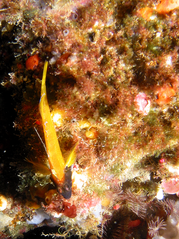 Banyuls - photo n° 15