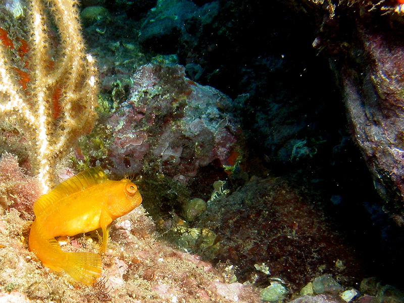 Banyuls - Blennie