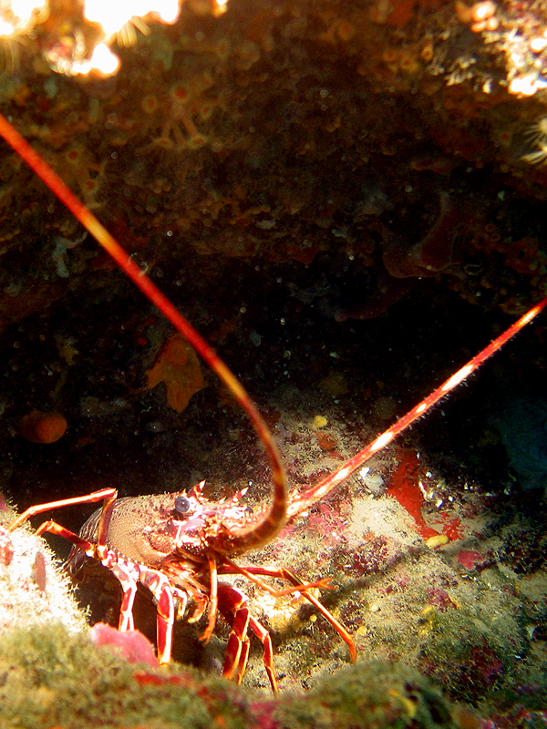 Banyuls - Langouste
