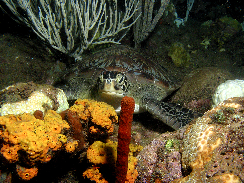 Guadeloupe - Tortue