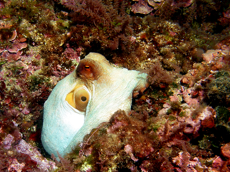Estartit - Poulpe