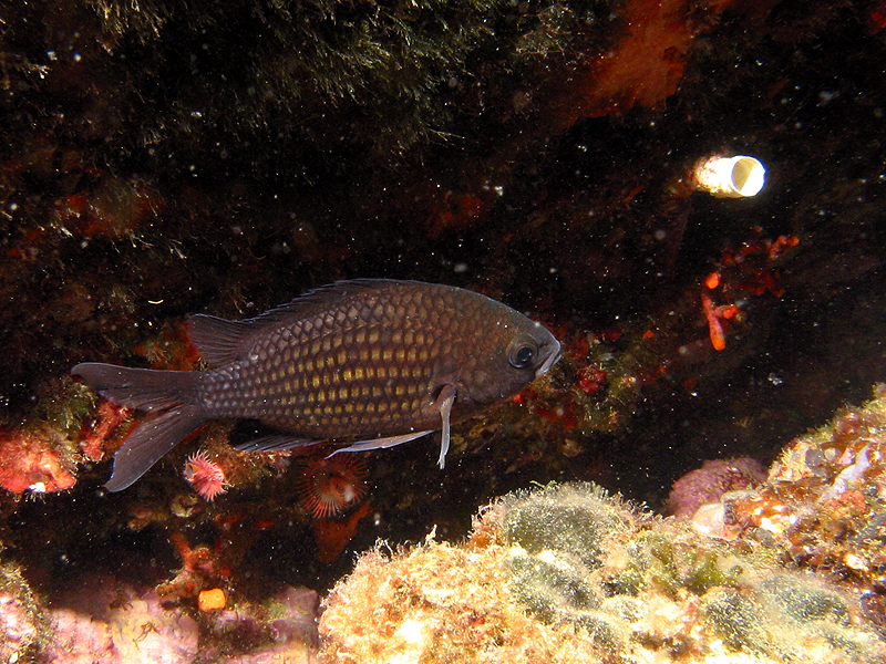 Banyuls - Castagnole
