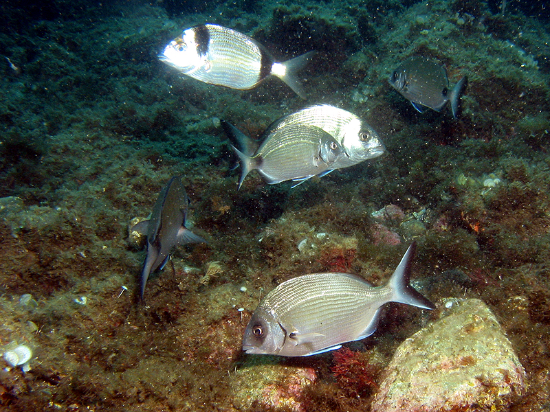 Banyuls - Sars