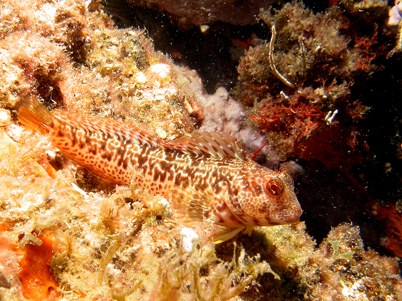 Banyuls - Blennie