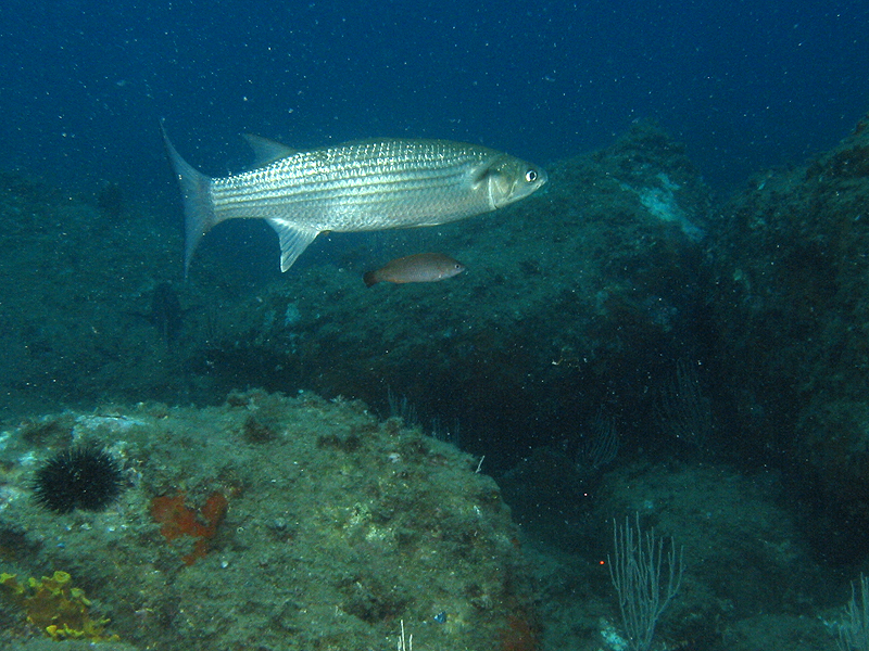 Banyuls - Loup