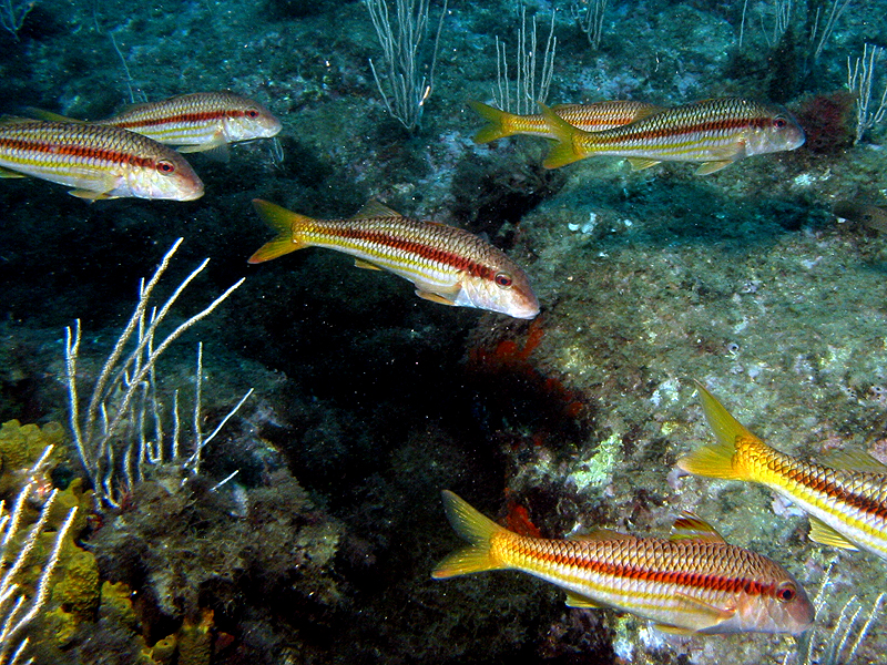 Banyuls - Rougets