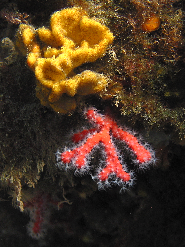 Llança - Corail rouge