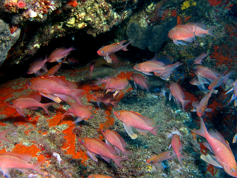 Llança - Anthias