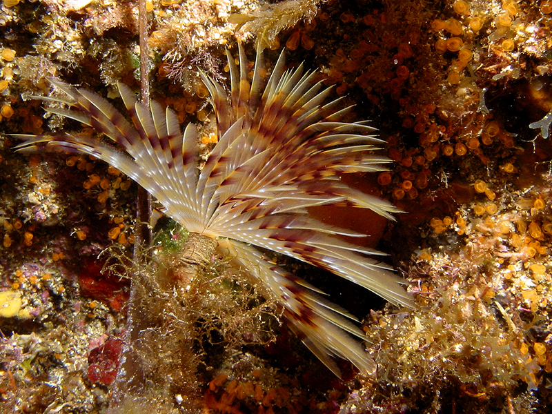 Port Cros - Spirographe