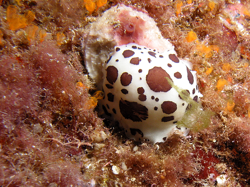 Port Cros - Doris dalmatien