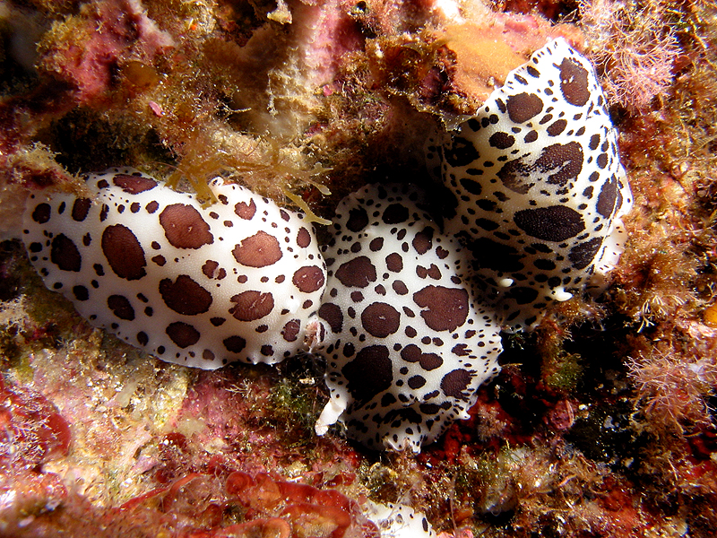 Port Cros - Doris dalmatiens