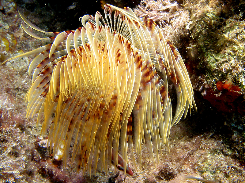 Port Cros - Spirographe