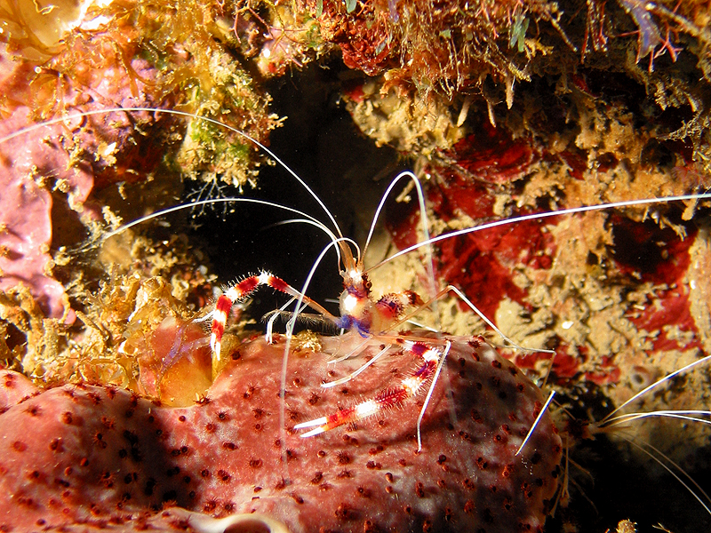 Martinique - Crevette cavernicole