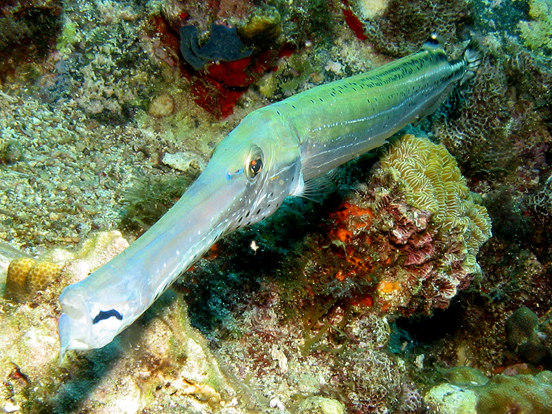 Martinique - Poisson trompette