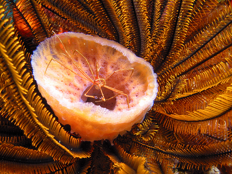 Martinique - Crabe flèches, éponge et comatule