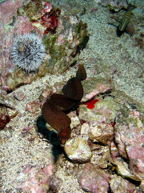 Rocher du Diamant