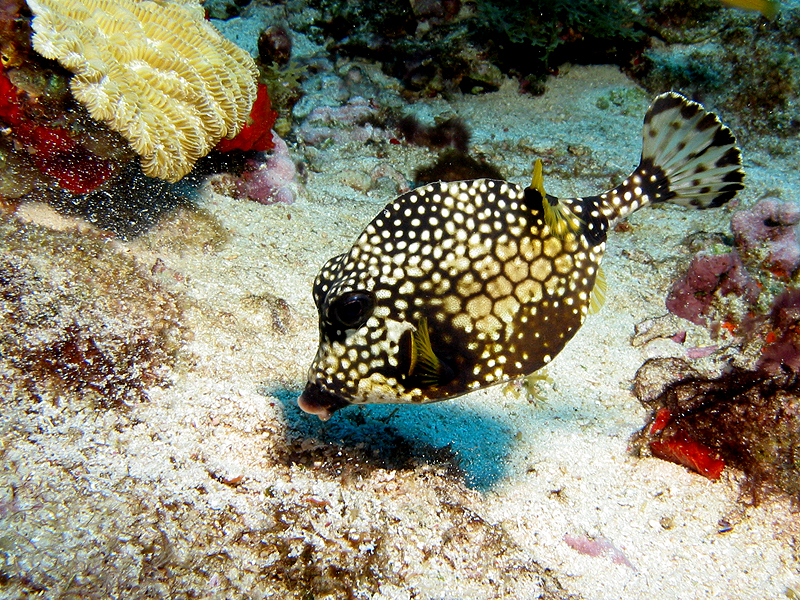 Rocher du Diamant