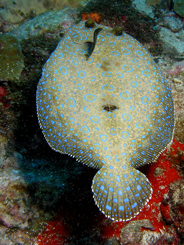 Rocher du Diamant