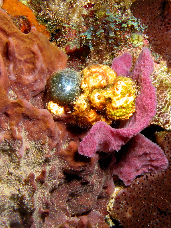Rocher du Diamant
