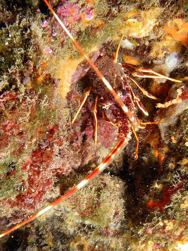 Banyuls - Langouste