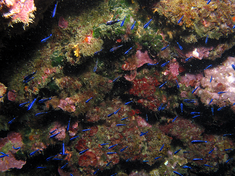 Banyuls - Castagnoles juveniles