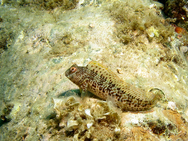 Banyuls - Blennie