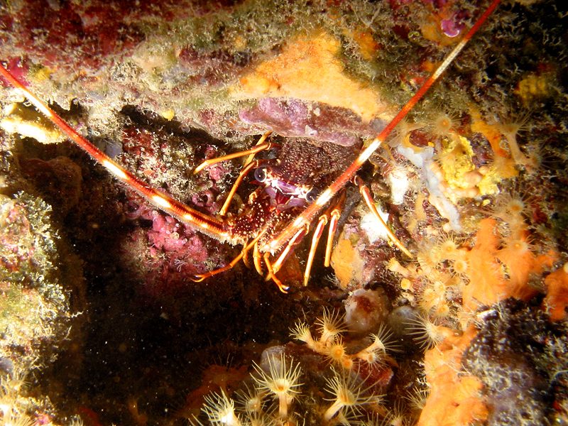 Banyuls - Langouste