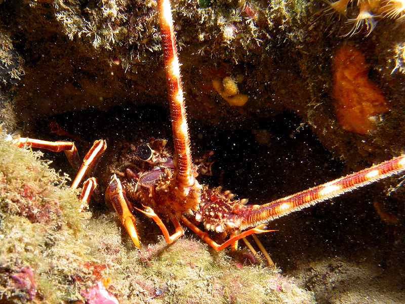 Banyuls - Langouste